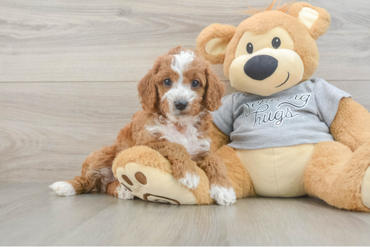 Happy Cavapoo Baby