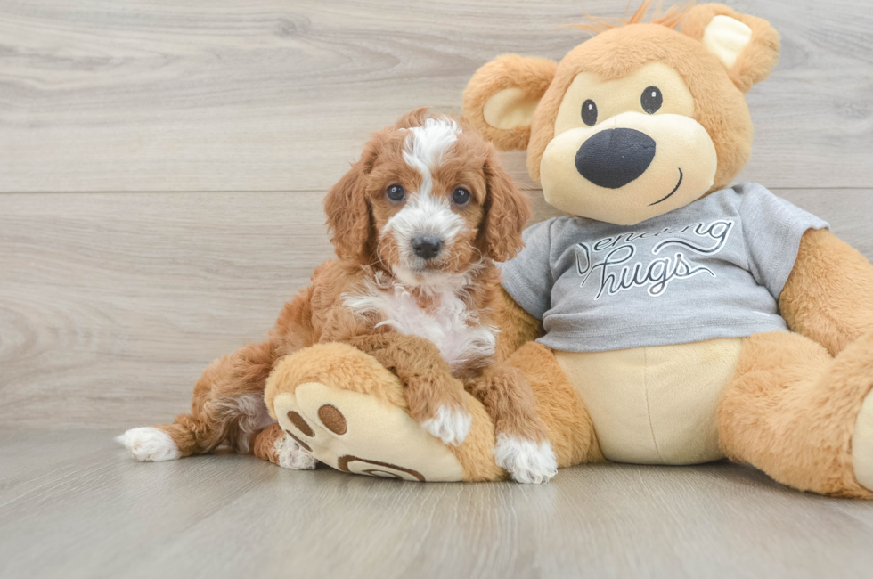 6 week old Cavapoo Puppy For Sale - Pilesgrove Pups