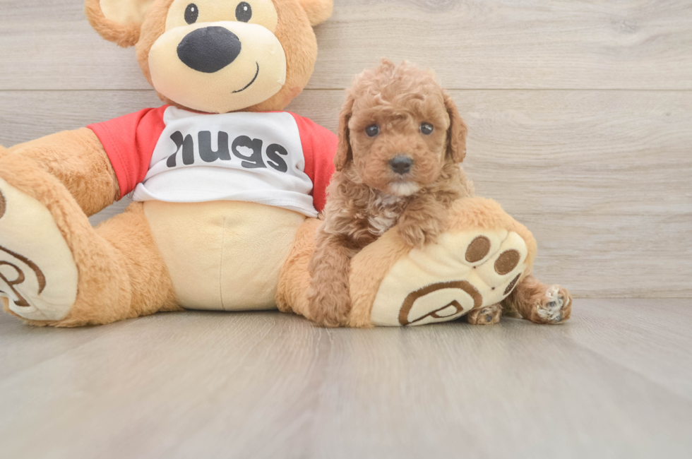 5 week old Cavapoo Puppy For Sale - Pilesgrove Pups