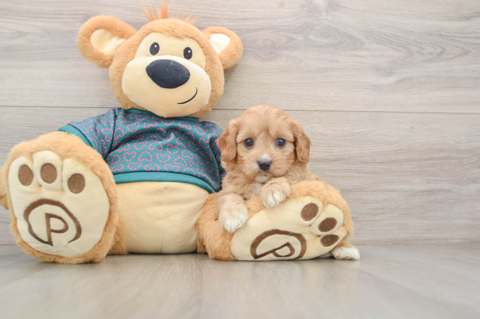 Best Cavapoo Baby