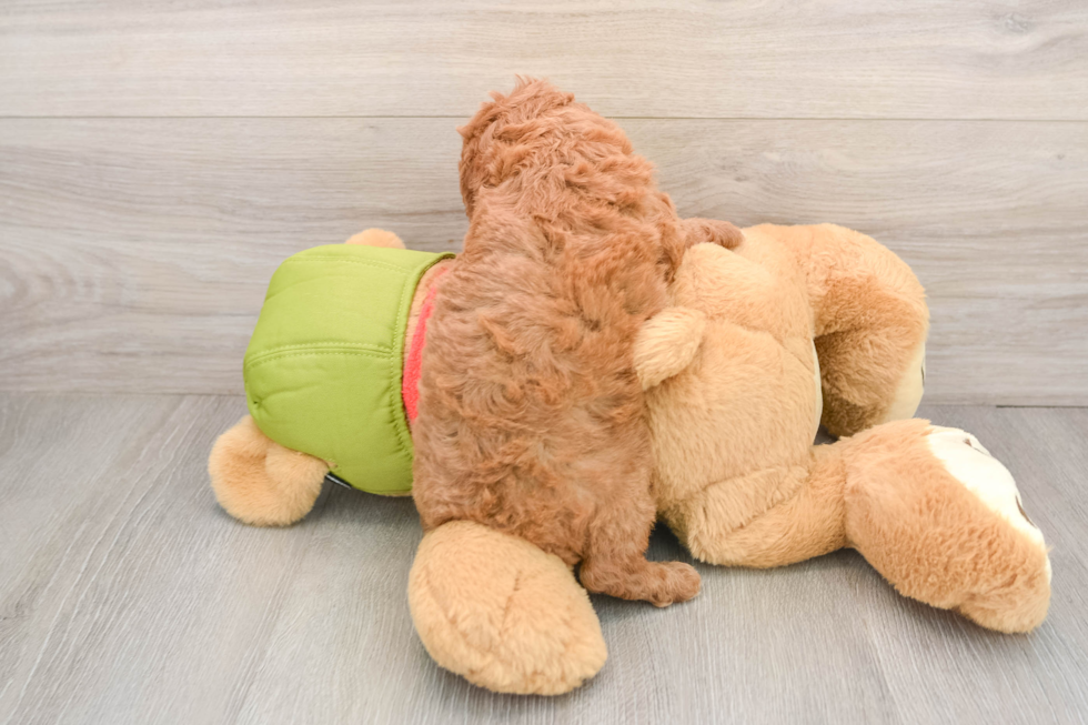 Cavapoo Pup Being Cute