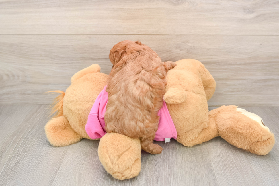 Funny Cavapoo Poodle Mix Pup