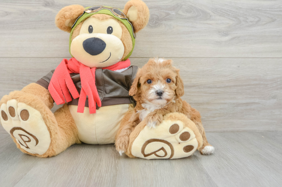 6 week old Cavapoo Puppy For Sale - Pilesgrove Pups