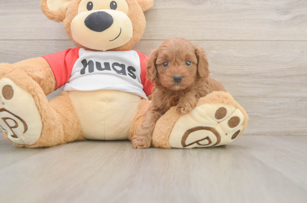 5 week old Cavapoo Puppy For Sale - Pilesgrove Pups