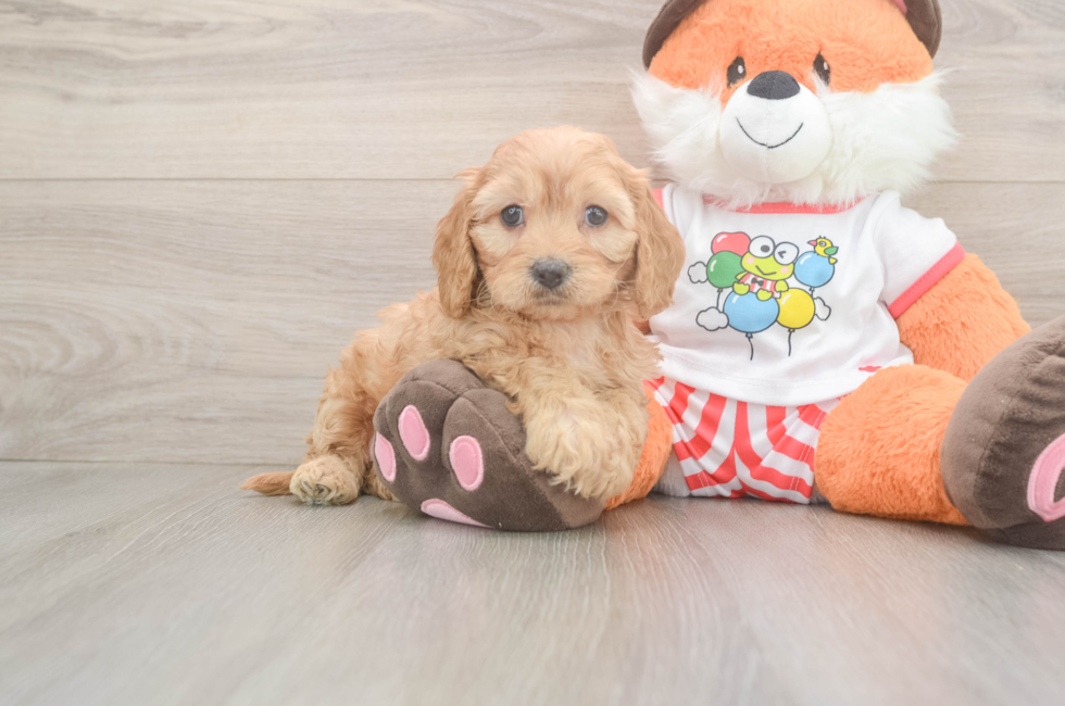 6 week old Cavapoo Puppy For Sale - Pilesgrove Pups