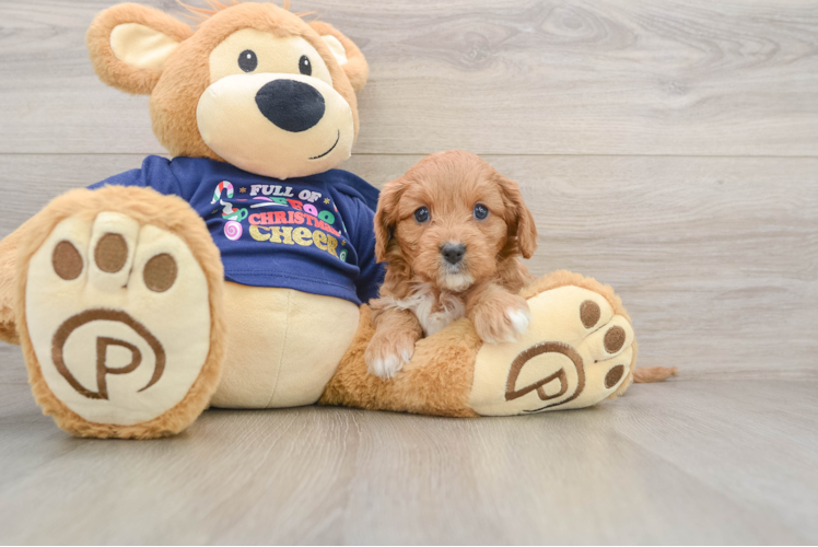 Cavapoo Pup Being Cute