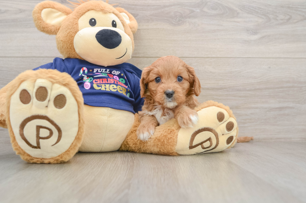 5 week old Cavapoo Puppy For Sale - Pilesgrove Pups