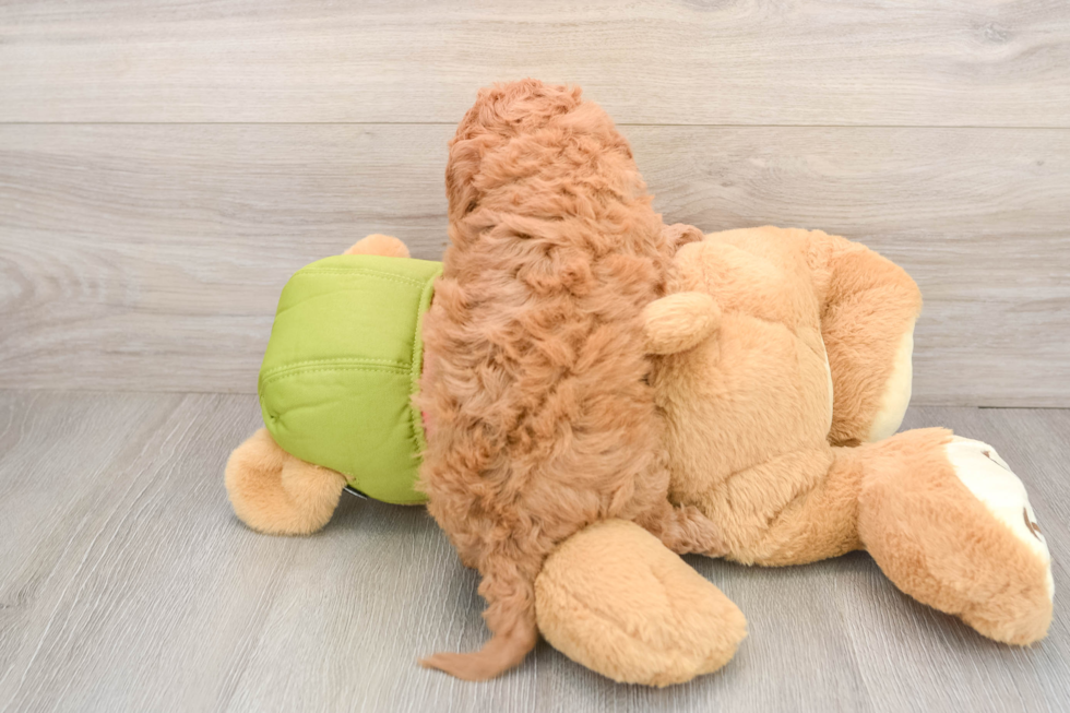 Cavapoo Puppy for Adoption