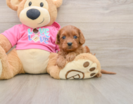 7 week old Cavapoo Puppy For Sale - Pilesgrove Pups