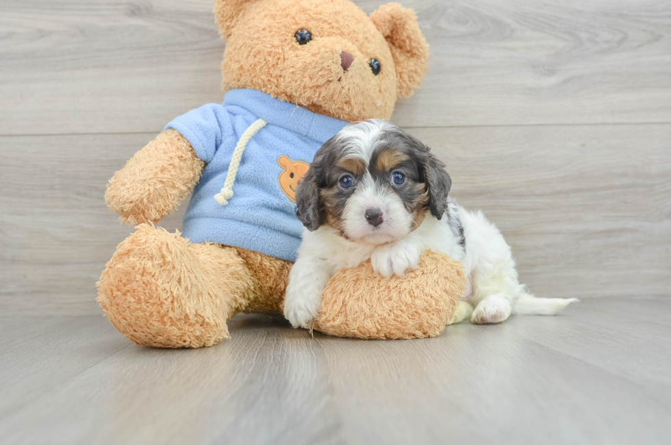 5 week old Cavapoo Puppy For Sale - Pilesgrove Pups