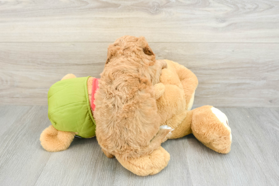 Hypoallergenic Cavadoodle Poodle Mix Puppy