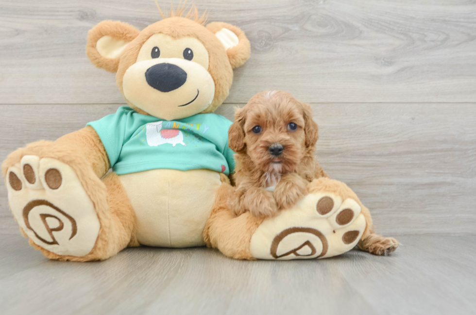 6 week old Cavapoo Puppy For Sale - Pilesgrove Pups