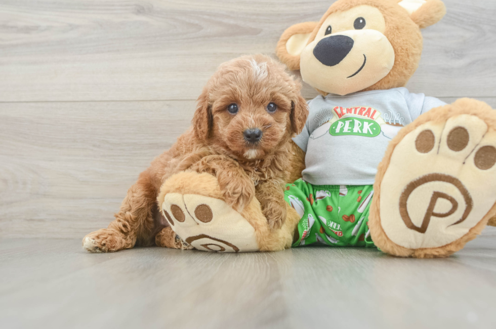6 week old Cavapoo Puppy For Sale - Pilesgrove Pups