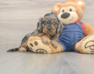 7 week old Cavapoo Puppy For Sale - Pilesgrove Pups