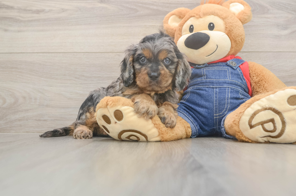 5 week old Cavapoo Puppy For Sale - Pilesgrove Pups