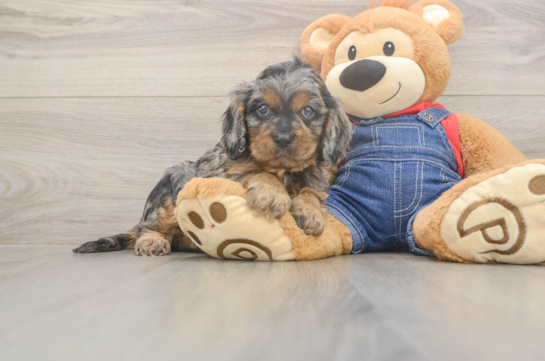 5 week old Cavapoo Puppy For Sale - Pilesgrove Pups Playful Cavapoodle Poodle Mix Puppy