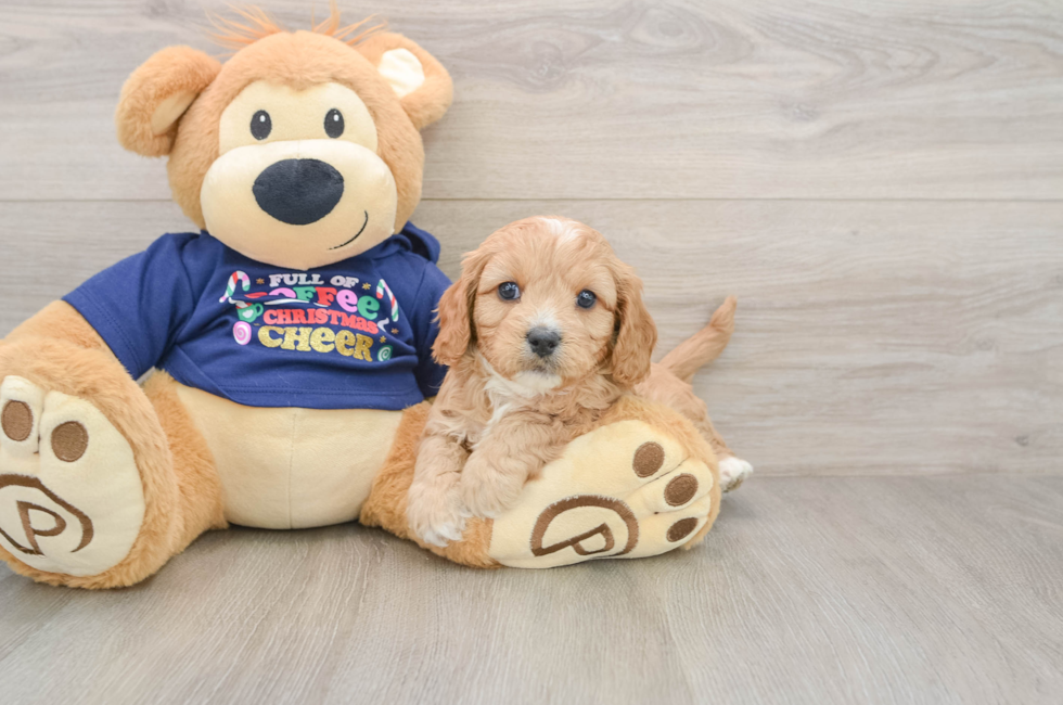5 week old Cavapoo Puppy For Sale - Pilesgrove Pups