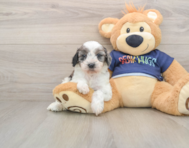 7 week old Cavapoo Puppy For Sale - Pilesgrove Pups