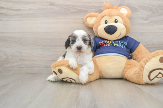 Cavapoo Pup Being Cute