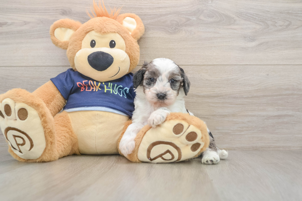 Cavapoo Puppy for Adoption