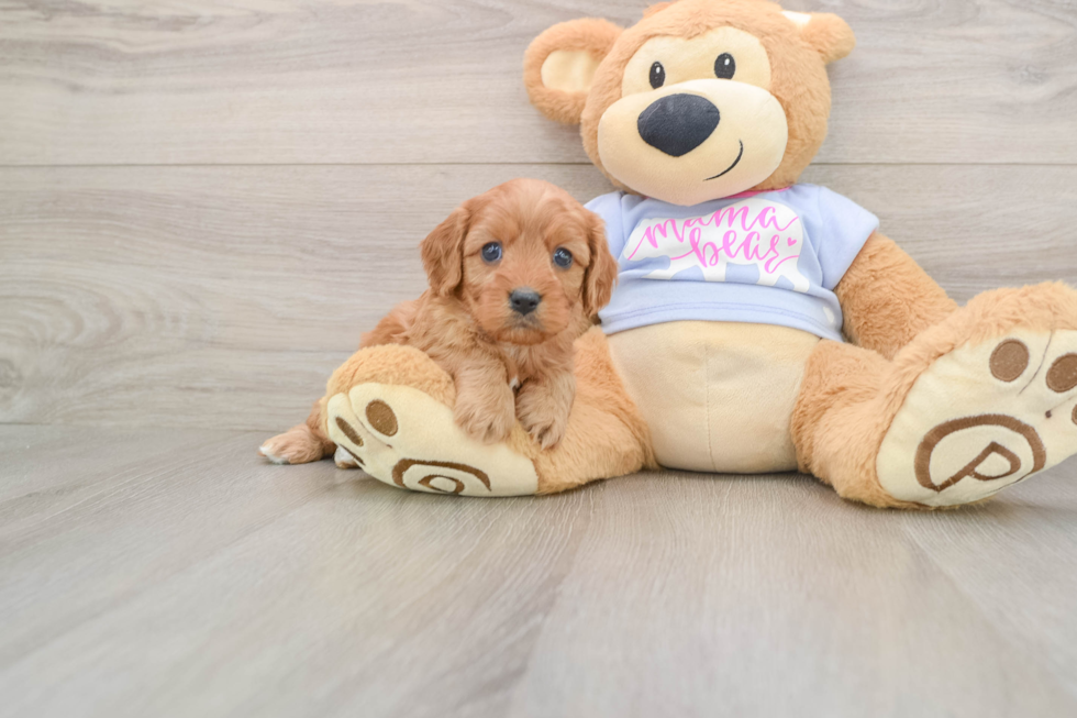 Cute Cavapoo Baby