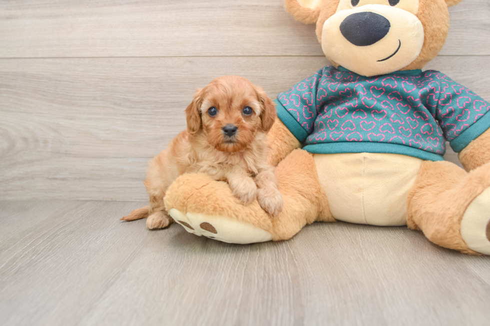 Best Cavapoo Baby