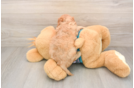 Energetic Cavoodle Poodle Mix Puppy