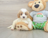 8 week old Cavapoo Puppy For Sale - Pilesgrove Pups