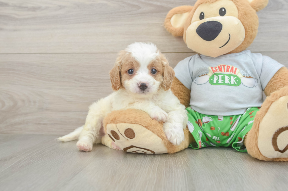6 week old Cavapoo Puppy For Sale - Pilesgrove Pups