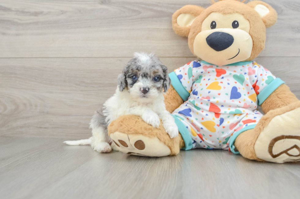 7 week old Cavapoo Puppy For Sale - Pilesgrove Pups