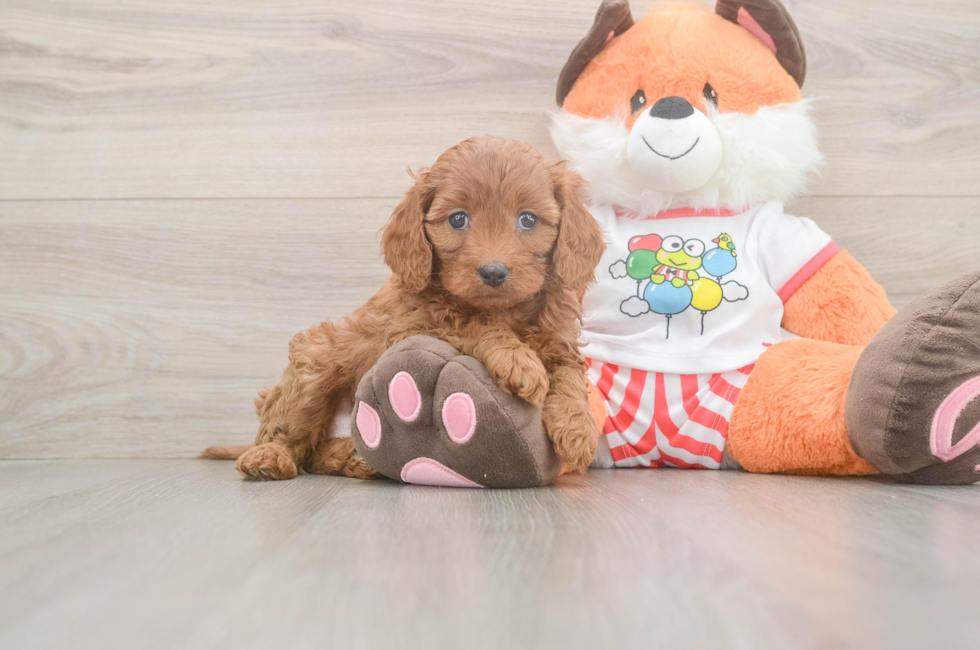 6 week old Cavapoo Puppy For Sale - Pilesgrove Pups