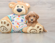 8 week old Cavapoo Puppy For Sale - Pilesgrove Pups