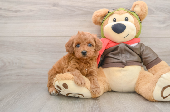 Petite Cavapoo Poodle Mix Pup