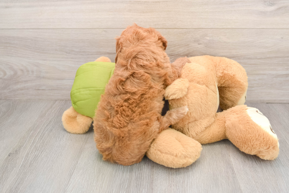 Cavapoo Pup Being Cute