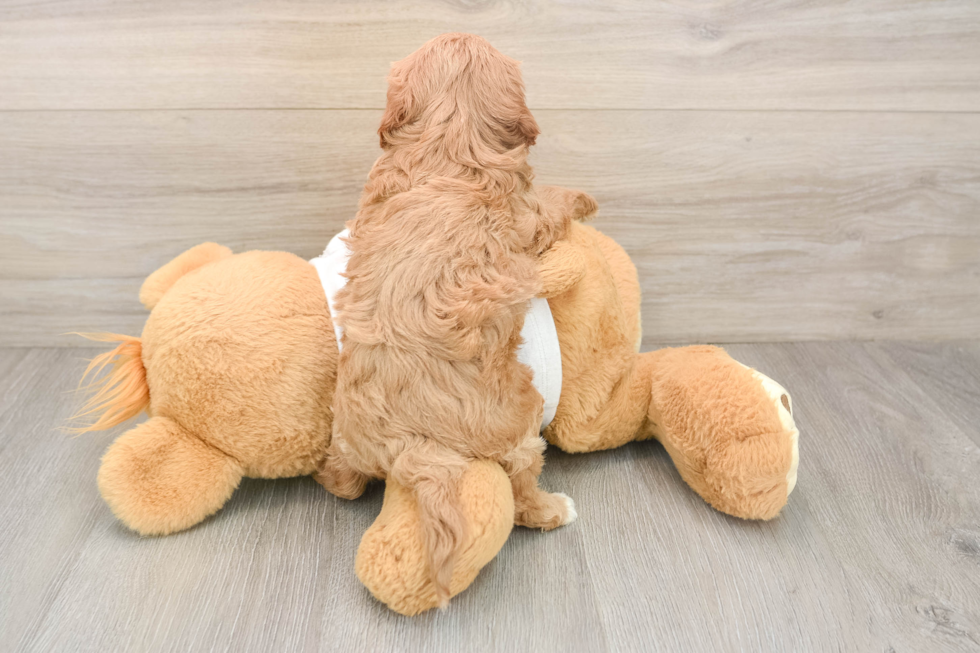 Happy Cavapoo Baby