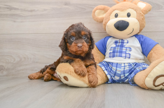 Energetic Cavoodle Poodle Mix Puppy