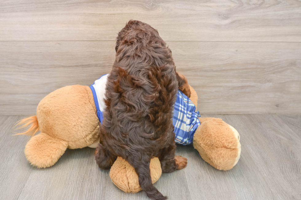 Hypoallergenic Cavadoodle Poodle Mix Puppy