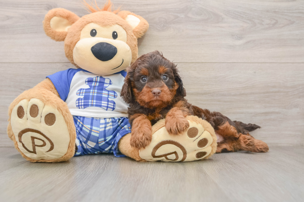 Fluffy Cavapoo Poodle Mix Pup