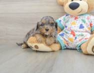 8 week old Cavapoo Puppy For Sale - Pilesgrove Pups