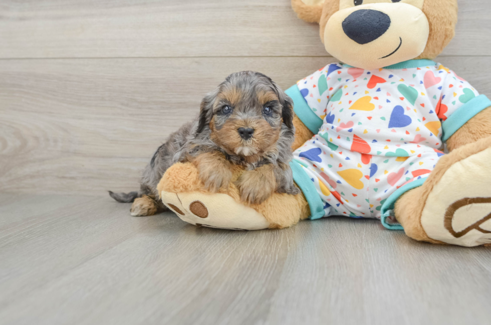 7 week old Cavapoo Puppy For Sale - Pilesgrove Pups