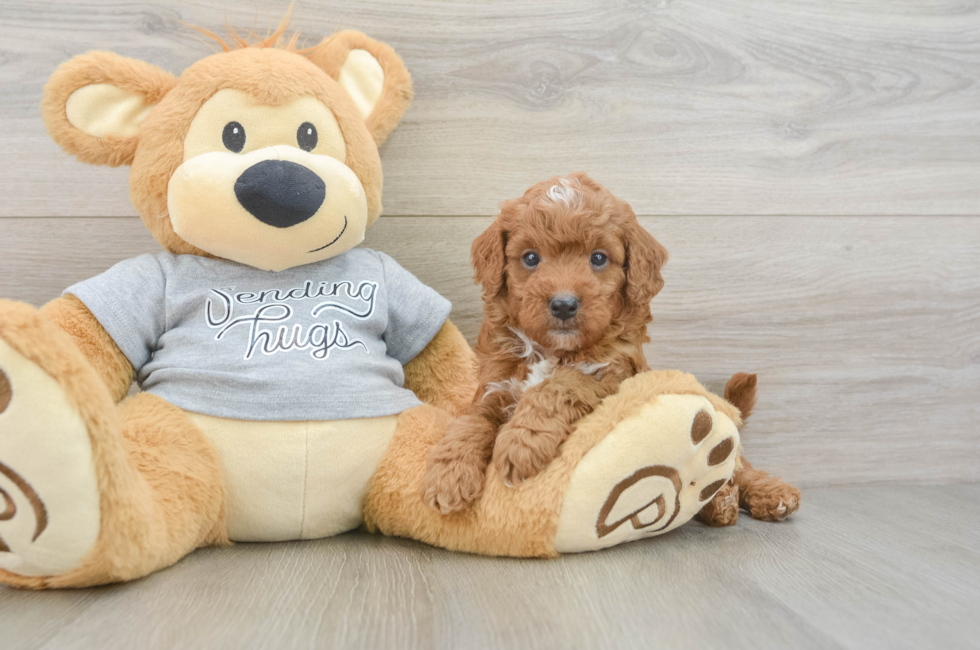 6 week old Cavapoo Puppy For Sale - Pilesgrove Pups