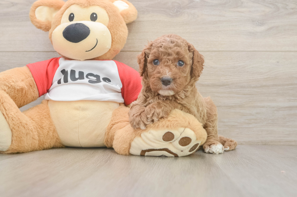 5 week old Cavapoo Puppy For Sale - Pilesgrove Pups