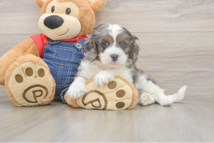 Cavapoo Pup Being Cute