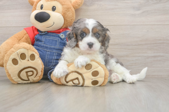 5 week old Cavapoo Puppy For Sale - Pilesgrove Pups Cavapoo Pup Being Cute