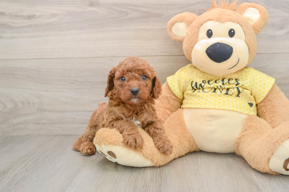 Best Cavapoo Baby