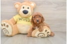 Playful Cavapoodle Poodle Mix Puppy