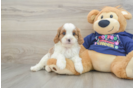 Adorable Cavalier King Charles Spaniel and Poodle Mix Poodle Mix Puppy