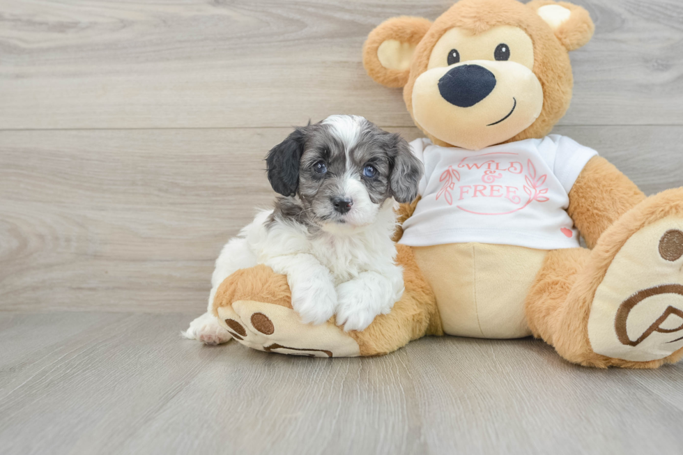 Fluffy Cavapoo Poodle Mix Pup