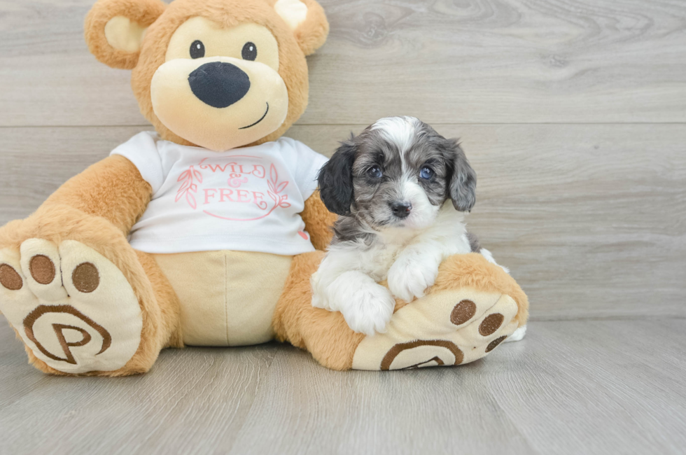 6 week old Cavapoo Puppy For Sale - Pilesgrove Pups