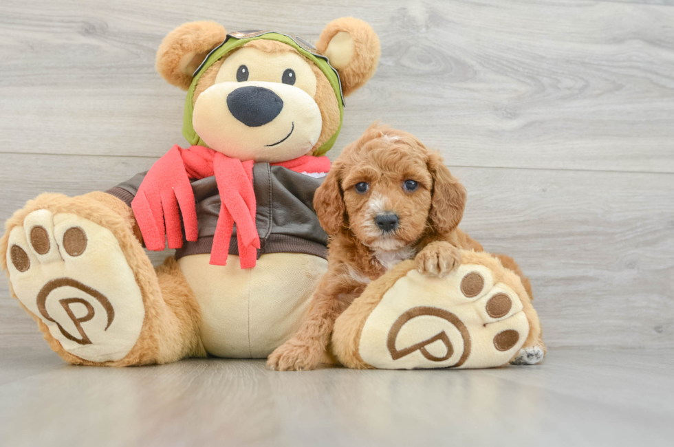 7 week old Cavapoo Puppy For Sale - Pilesgrove Pups